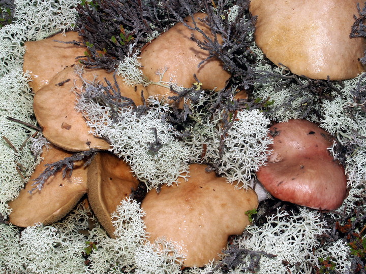 Suillus bovinus