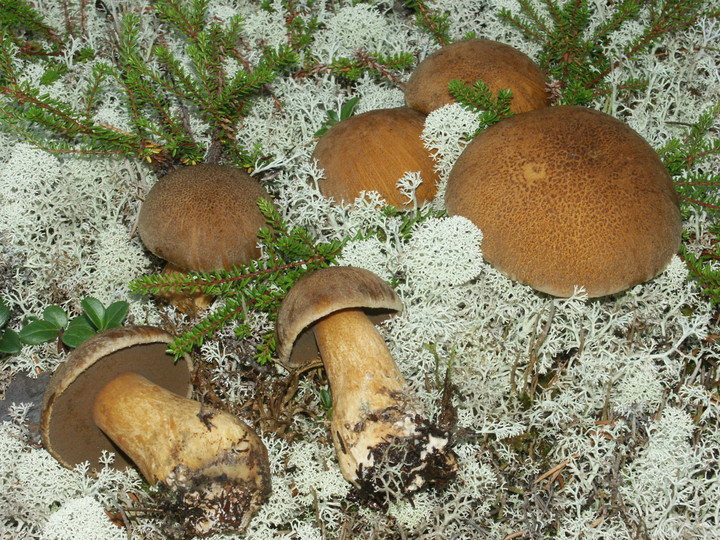 Suillus variegatus