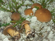 Suillus variegatus