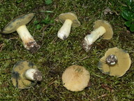 Suillus variegatus