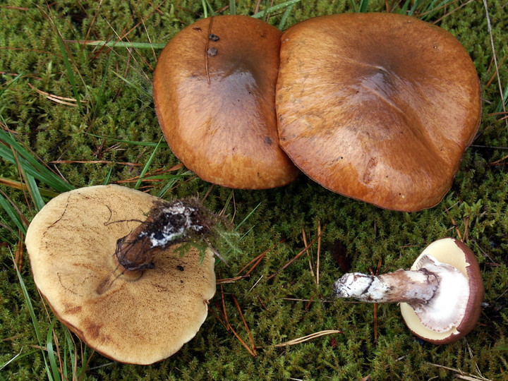 Suillus luteus