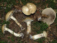 Suillus viscidus