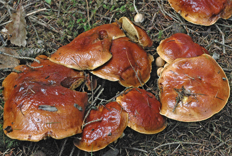 Suillus grevillei