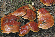 Suillus grevillei