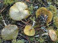 Suillus flavidus