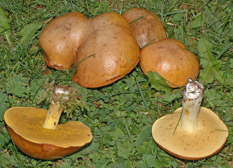 Suillus granulatus