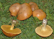 Suillus granulatus