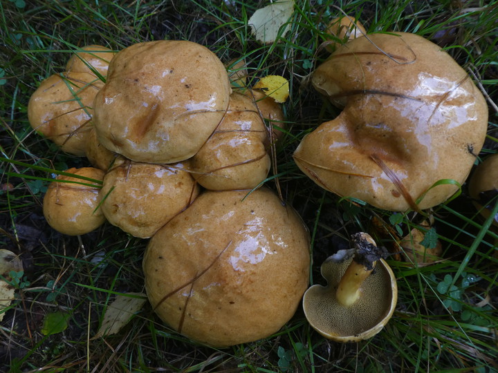 Suillus bovinus