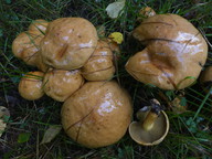 Suillus bovinus