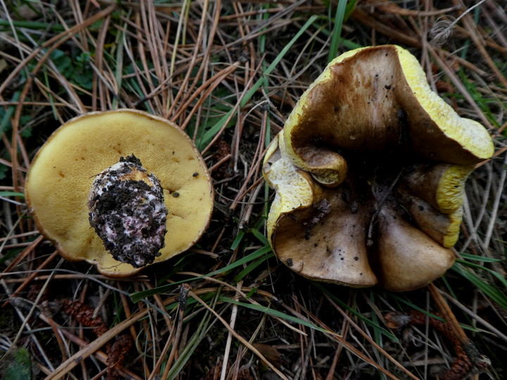 Suillus collinitus