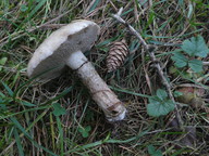 Suillus viscidus