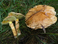 Suillus grevillei