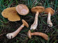 Suillus tridentinus