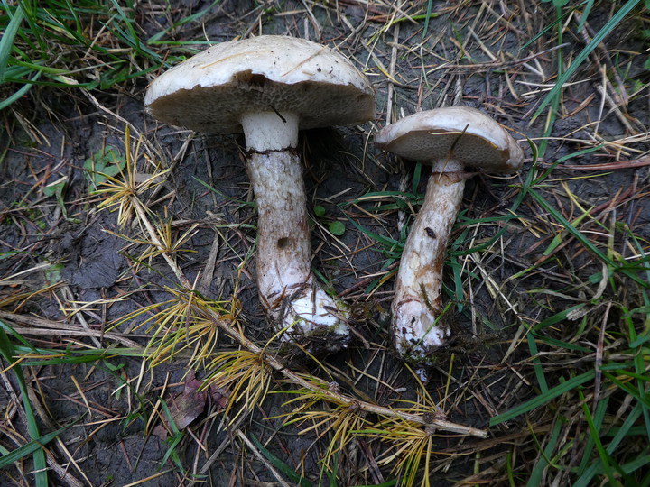 Suillus viscidus