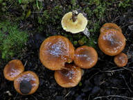 Suillus luteus