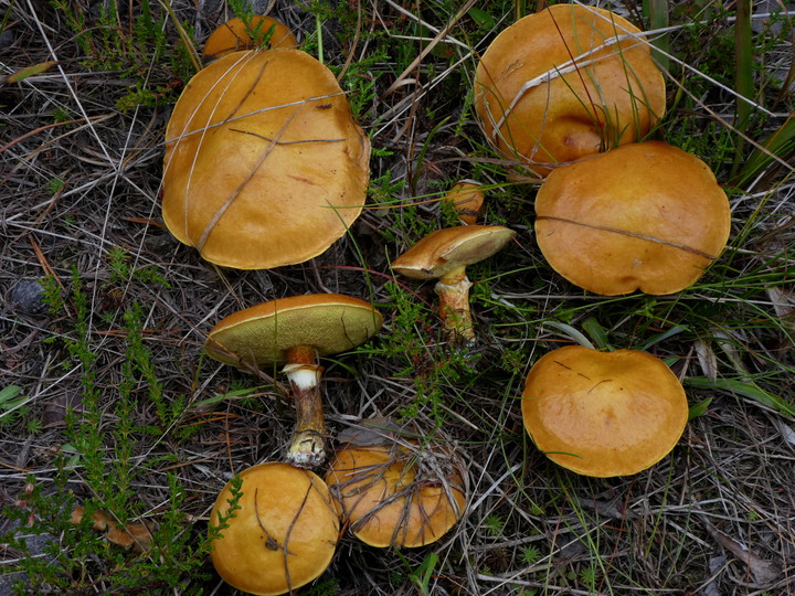 Suillus grevillei