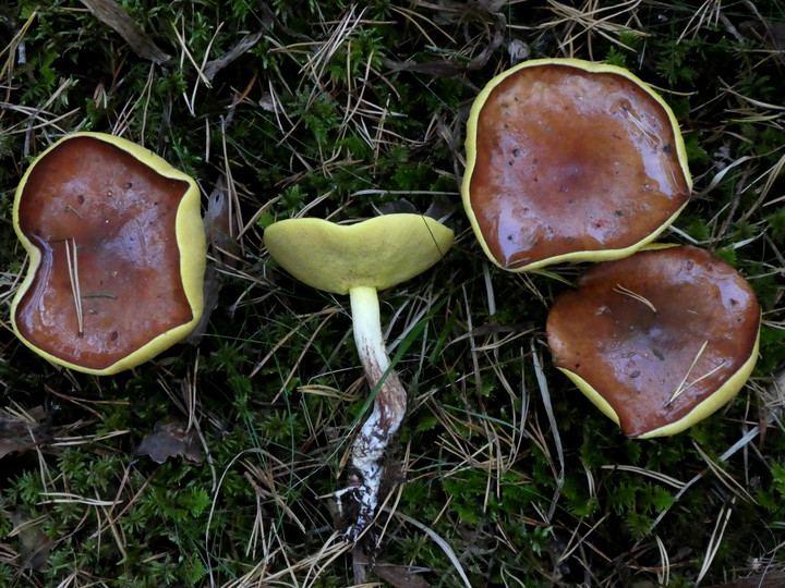 Suillus granulatus