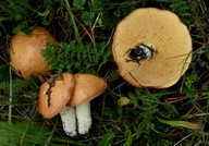 Suillus granulatus