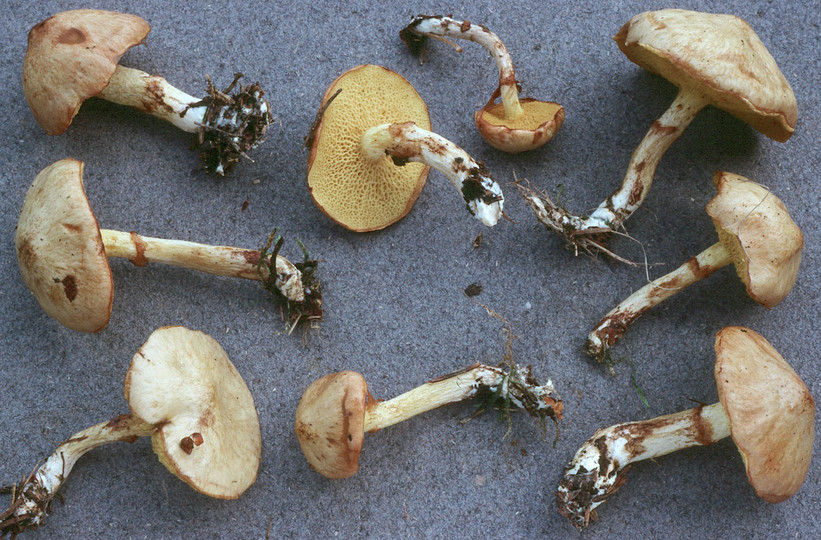 Suillus flavidus