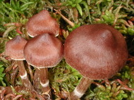 Cortinarius albovariegatus