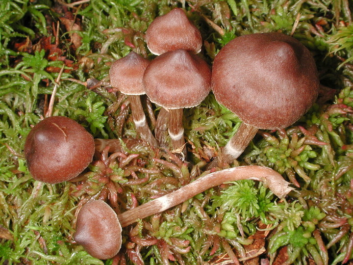 Cortinarius albovariegatus