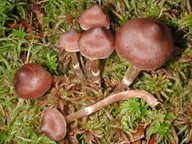 Cortinarius albovariegatus