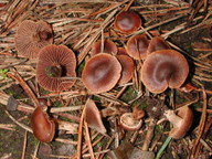 Cortinarius semivestitus