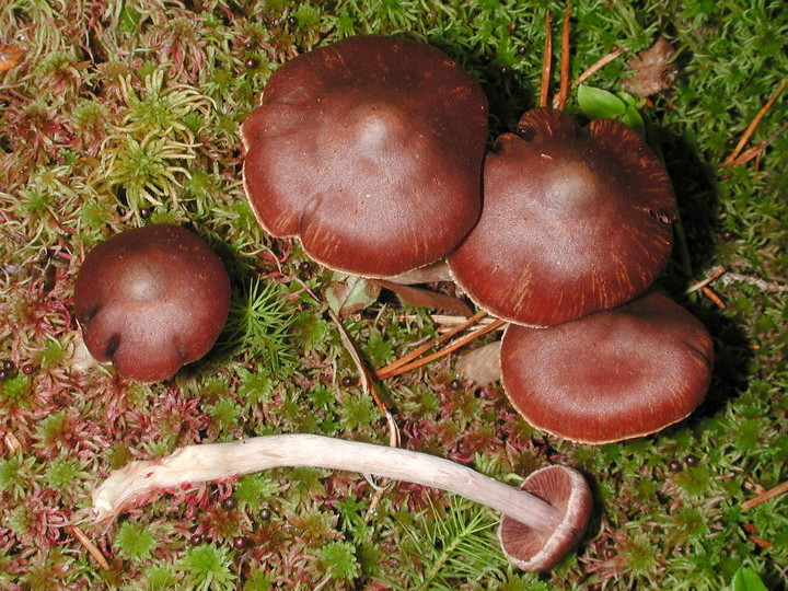 Cortinarius tortuosus