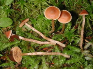 Cortinarius obtusus