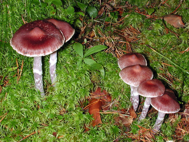 Cortinarius evernius