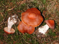 Cortinarius armeniacus