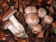 Cortinarius aprinus