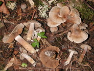 Cortinarius conicus