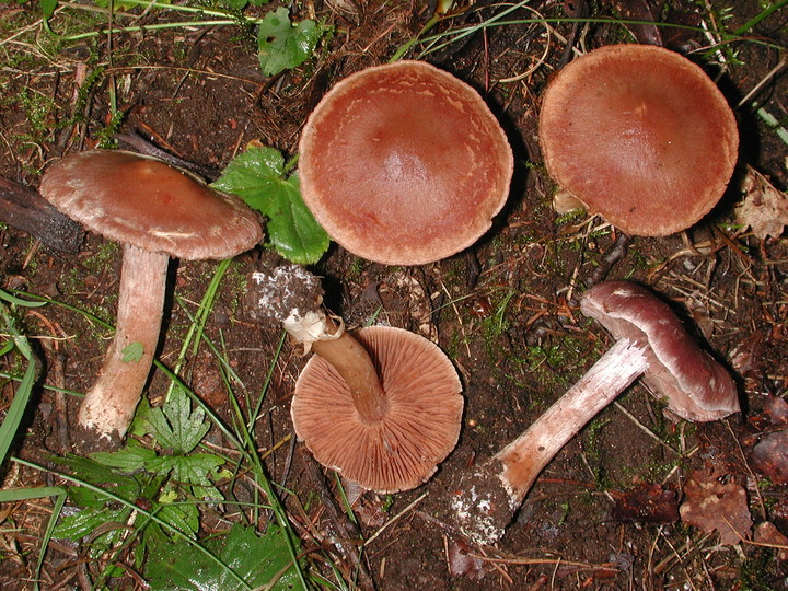 Cortinarius lucorum