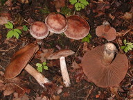 Cortinarius lucorum