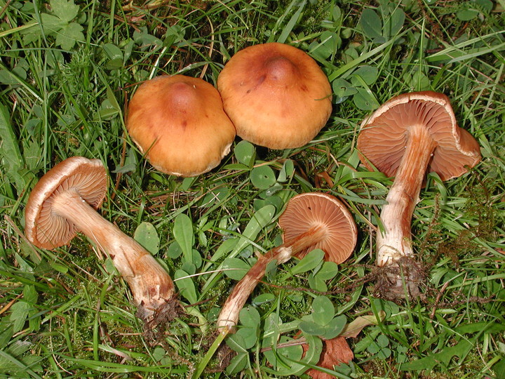 Cortinarius hinnuleus