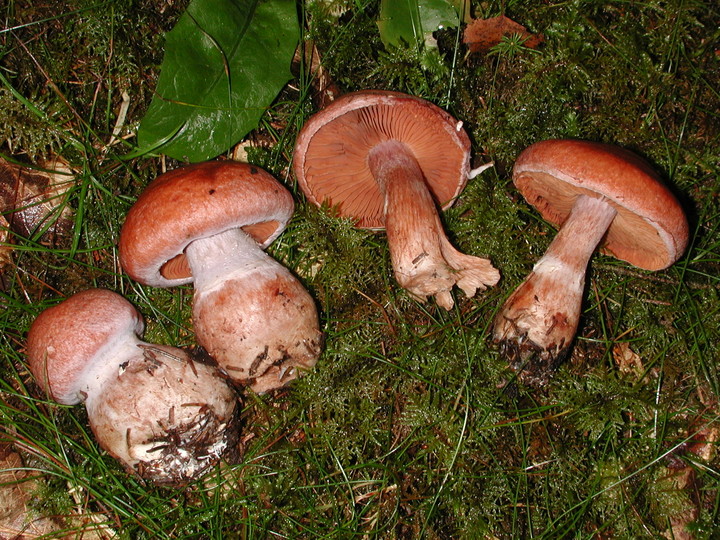 Cortinarius solis-occasus