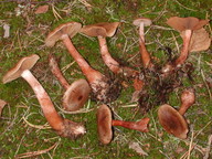 Cortinarius craticius