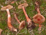 Cortinarius craticius