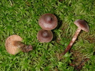 Cortinarius flos-paludis