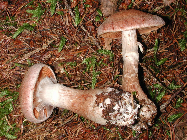 Cortinarius laniger