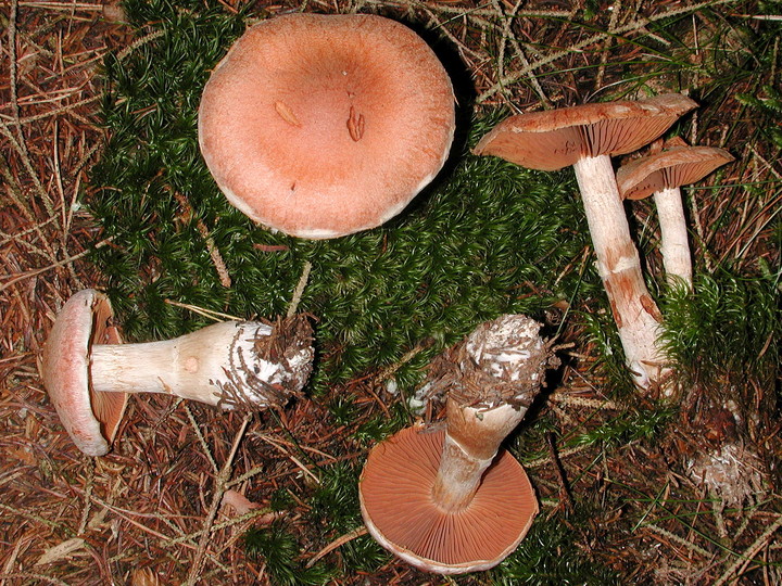 Cortinarius laniger