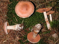 Cortinarius laniger