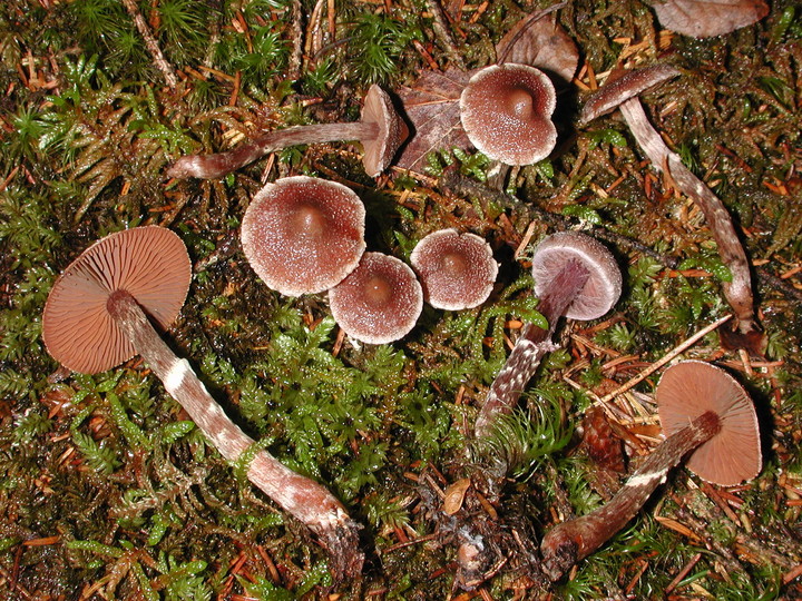 Cortinarius flexipes