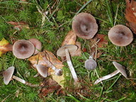 Cortinarius hemitrichus