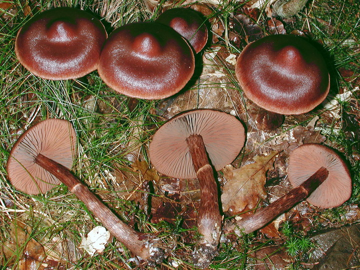 Cortinarius brunneus