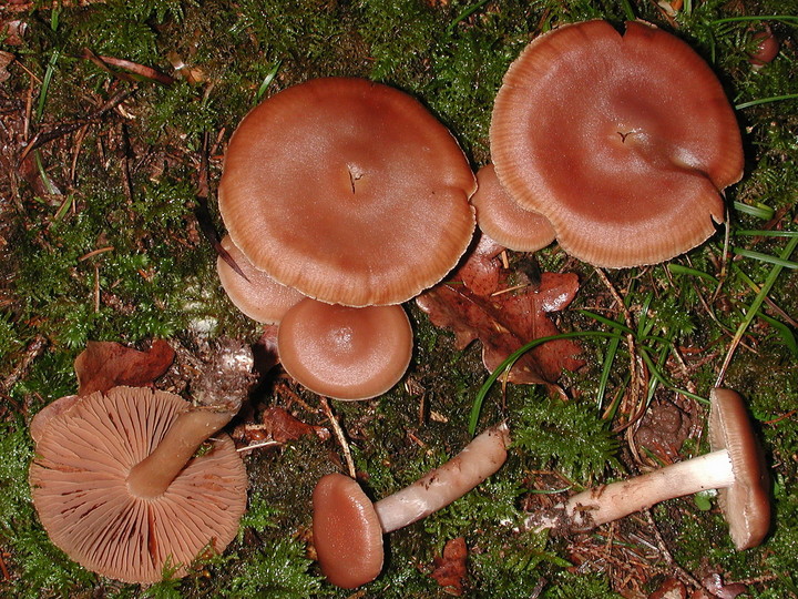 Cortinarius duracinus