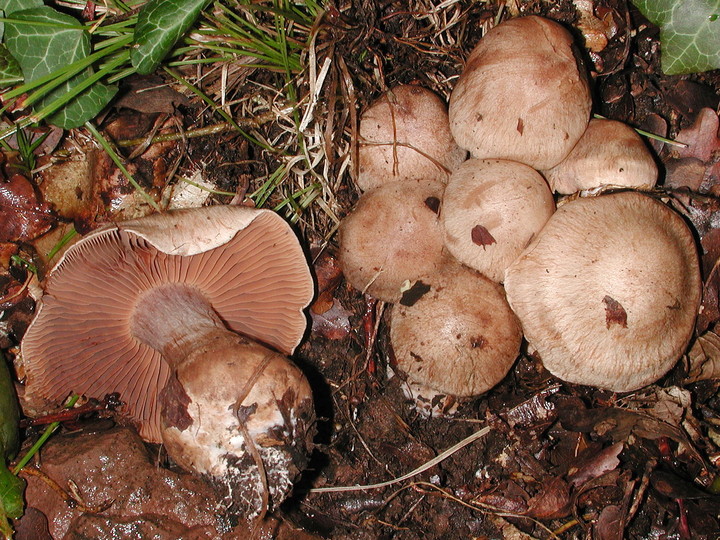 Cortinarius aprinus