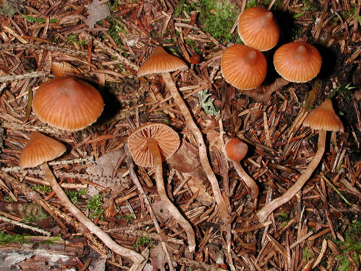 Cortinarius acutus