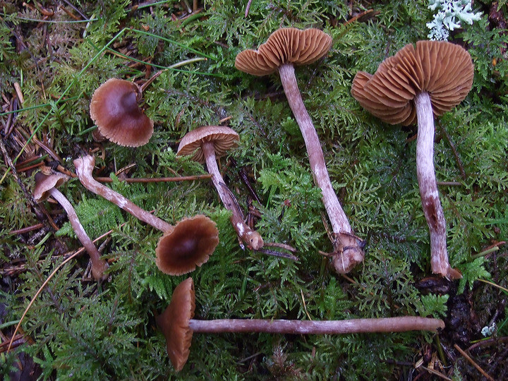 Cortinarius casimiri